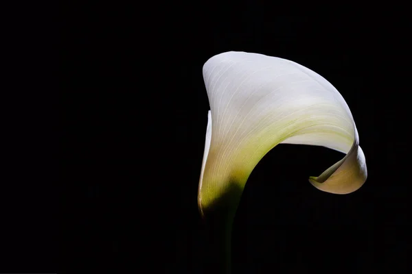 Křehká Bílá Lilie Calla Zářící Černém Pozadí — Stock fotografie