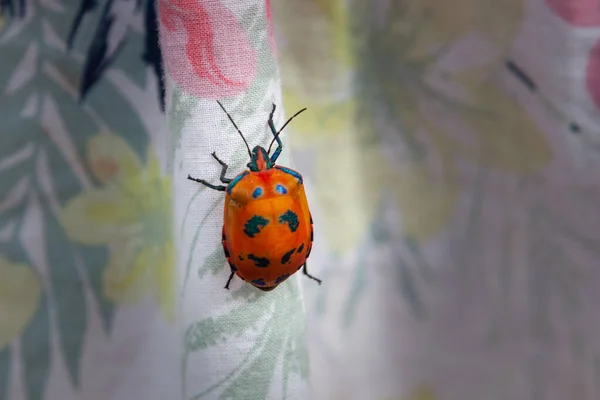 Hibiscus Harlequin Bug Rastejando Para Cima Pano Colorido Com Espaço — Fotografia de Stock