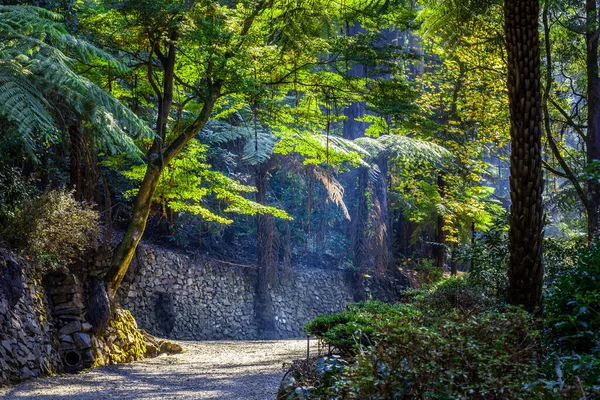 日光に照らされた木々の間の歩道 — ストック写真