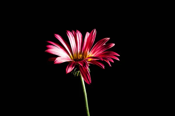 黒い背景の美しい赤いデイジーの花 — ストック写真