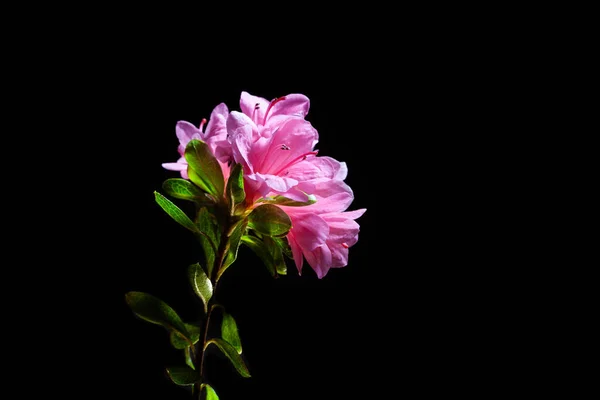 Rosa Azalee Blüten Mit Grünen Blättern Isoliert Auf Schwarzem Hintergrund — Stockfoto