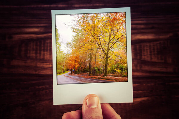 Рука держит мгновенное фото сельской дороги среди осенних деревьев с золотой листвой. Мемориальные сады Альфреда Николаса, Мельбурн, Австралия. Путешествия воспоминания о хороших времен с копировальным пространством
