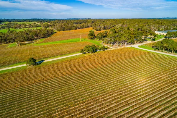 Luchtfoto Van Grote Wijngaarden Bomen Heldere Herfstdag Australië — Stockfoto