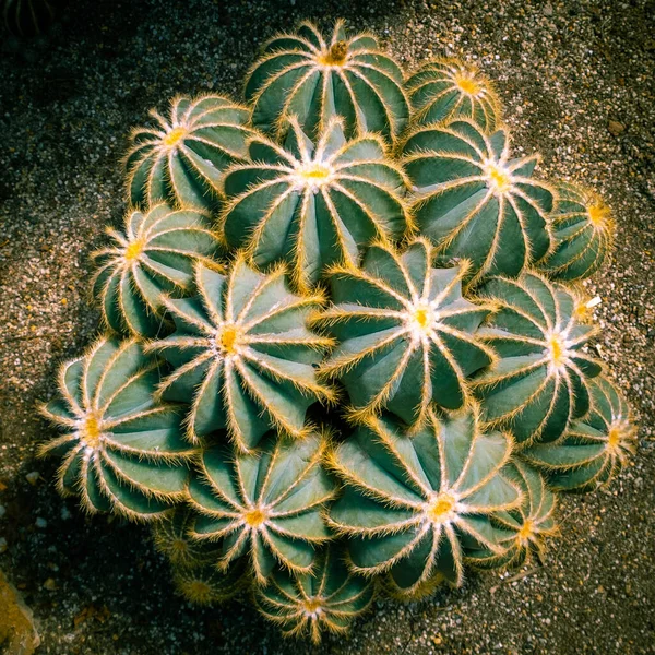 Woestijn Egel Cactussen Groeien Een Stapel — Stockfoto