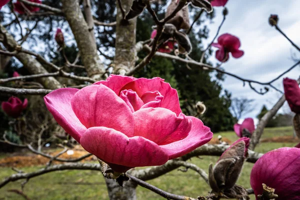 แมกโนเล ดอกไม บนพ นหล ดเจน — ภาพถ่ายสต็อก