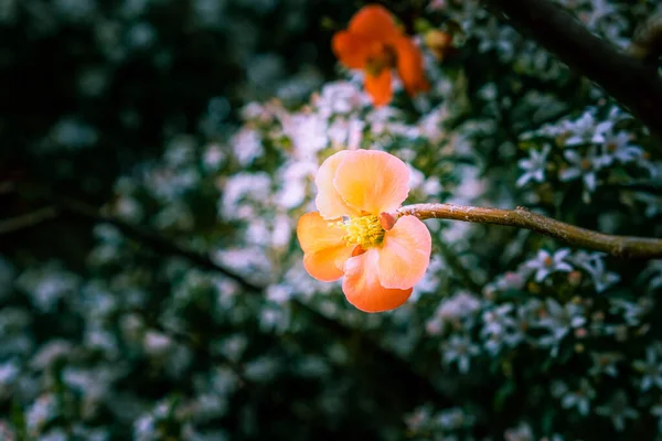 单瓣樱花开在枝条上 顶住模糊的绿色背景 有复制空间 — 图库照片