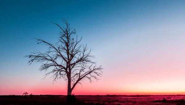 Lonely Bare Tree Silhouette Dusk Murray Sunset National Park Australia — Stock Photo, Image