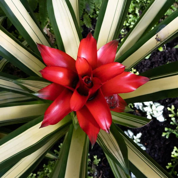 Bromeliad Rojo Vivo Bromeliad Extrema Primer Plano —  Fotos de Stock