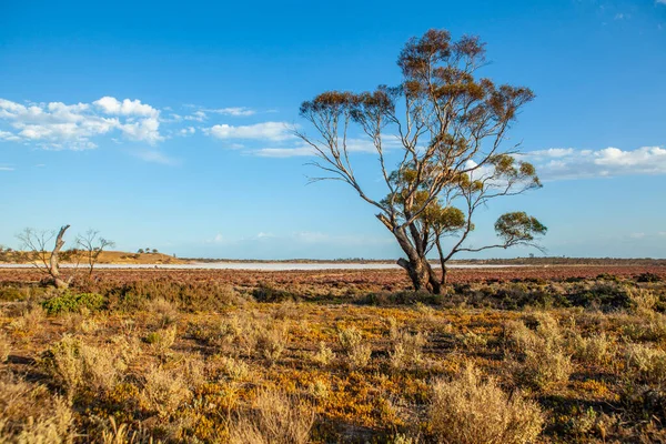 Samotne Drzewo Australijskim Krajobrazie Pustyni — Zdjęcie stockowe
