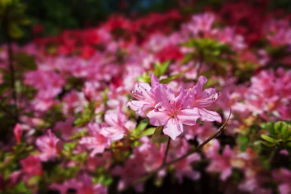 Bulanık Arkaplanda Rhododendron Çiçeği — Stok fotoğraf