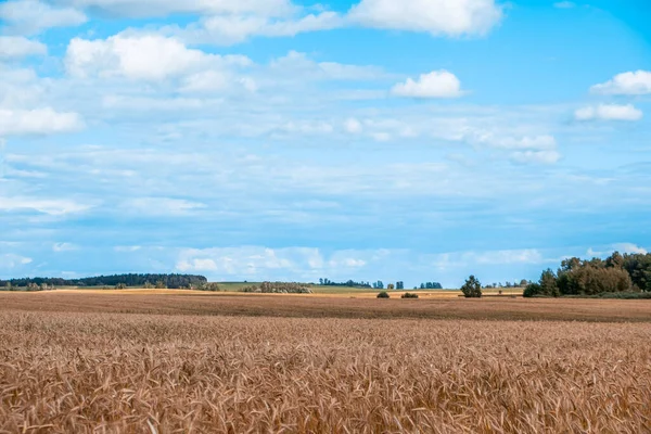 麦田的乡村风景与乌云的蓝天 — 图库照片