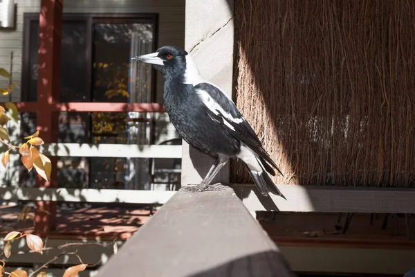 Australian Magpie Alpendre Frente Dia Ensolarado — Fotografia de Stock