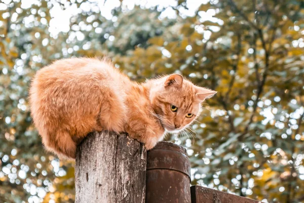 Triste Gato Gengibre Sentado Poste Madeira Fundo Borrado — Fotografia de Stock