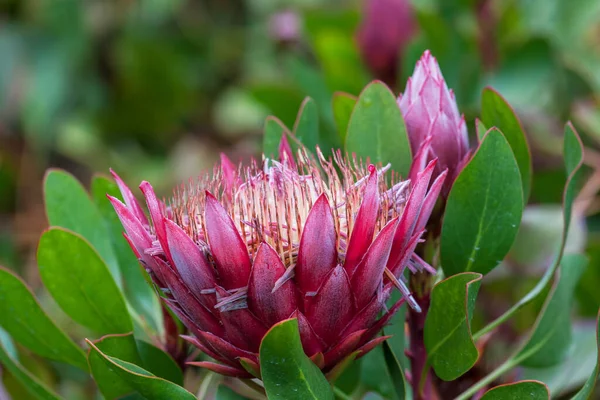 Primer Plano Floreciente Flor Protea Profundidad Superficial Del Campo —  Fotos de Stock