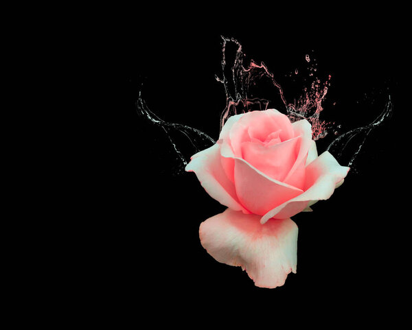 Beautiful pink rose with water splashes on black background
