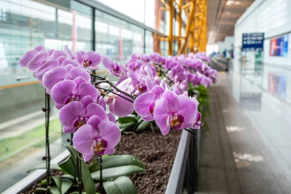 Close Shot Van Prachtige Orchideeën Bloemen Beijing International Airport China — Stockfoto