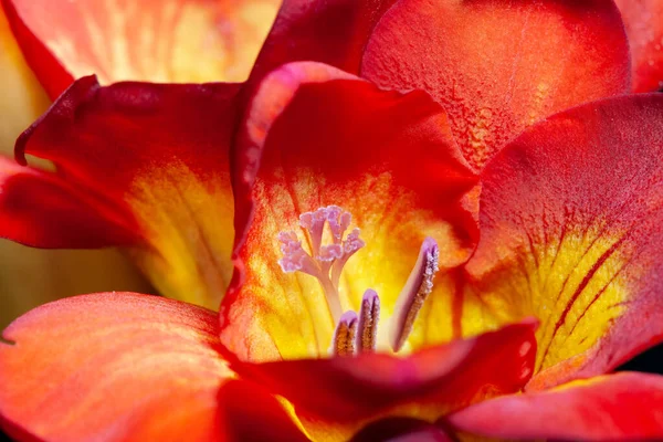 Freesia Roja Amarilla Pétalos Flores Macro Primer Plano —  Fotos de Stock