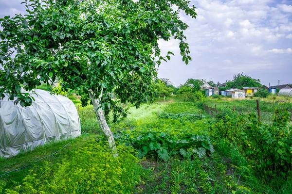 Hus Landet Kök Trädgård Vitryssland — Stockfoto