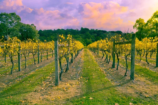 Vineyard Yarra Valley Victoria Australia Autumn Royalty Free Stock Images