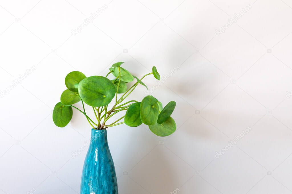 Chinese Money Plant in a vase in front of white wall with copy space,
