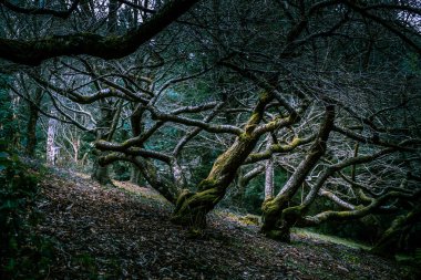 Kışın güzel çıplak ağaçlar