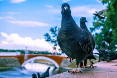 Bir güvercinin komik portresi, arkasında da bir tane bulanık.