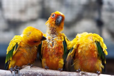 Üç Sun Conure papağanı brang üzerinde oturup birbirleriyle iletişim kuruyorlar..