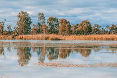 Güney Avustralya 'daki Murray Nehri' nde sakız ağaçları ve sazlıklar yansıyor.