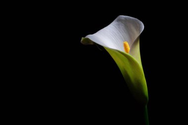 Kalla zambak çiçeği - siyah üzerinde fotokopi alanı ile ıslatılmış