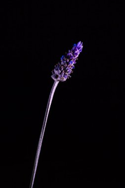 Kopya alanı ile karanlıkta parlayan uzun saplı lavanta çiçeği - dikey görüntü