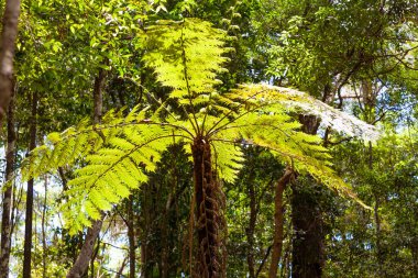 Springbrook Ulusal Parkı, Queensland, Avustralya 'daki güzel eğreltiotu ağacı.