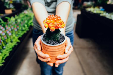 Bebek odasında kırmızı kaktüsü tutan kadın elleri.