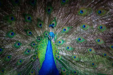 Açık kuyruklu erkek tavus kuşu portresi