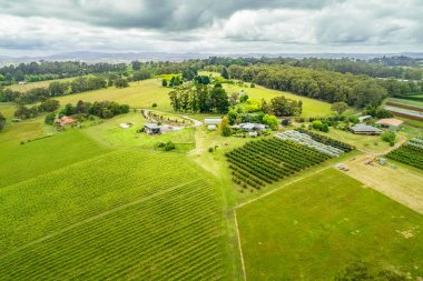 Avustralya 'nın güzel kırsallarındaki ekinlerin, yeşil çimenlerin ve ağaçların havadan görünüşü.