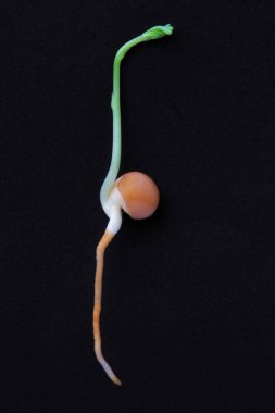 Mercimek filizi makro görüntüsü siyah zemin üzerinde izole edilmiş ve fotokopi alanı var. Dikey resim