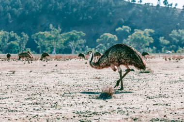 Flock of Emus in Flinders Ranges, South Australia clipart
