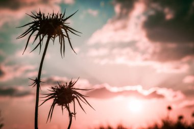 Çöl devedikeni silueti. Arka planda bulanık turuncu gün batımı.