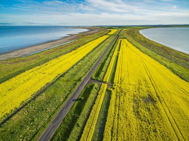 Avustralya 'daki sarı kanola tarlalarından ve göllerden geçen düz yol - hava manzarası