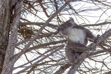 Ağaçta kurumuş dalları olan bir koala.