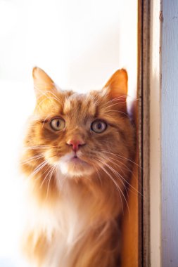 Kapıda kızıl kedi resmi var.