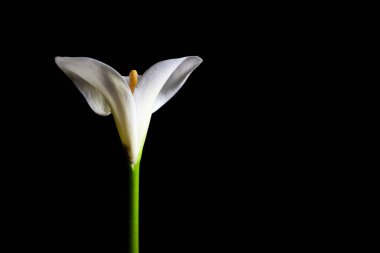 Kalla zambağı kopyalama alanı ile siyah üzerine izole