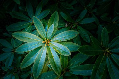 Canlı yeşil rhododendron yaprakları - üst görünüm