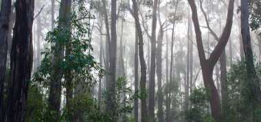 Avustralya okaliptüs yağmur ormanları sabah sisi.