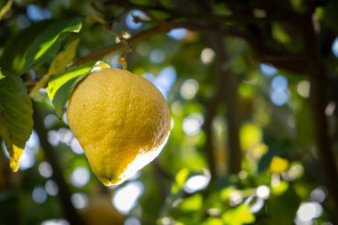 Ağaç dalında asılı üçgen şekilli limon bulanık arkaplanda kopya alanı ile