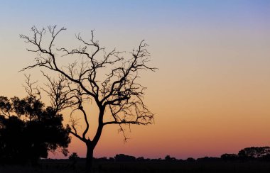 Güzel günbatımında çıplak ağaç silueti