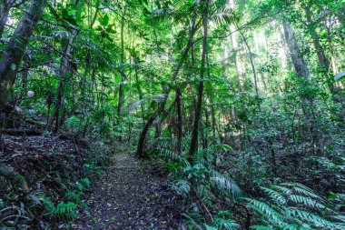 Springbrook Ulusal Parkı, Queensland, Avustralya 'nın soğuk bir okaliptüs ormanında yürüyüş yolu.
