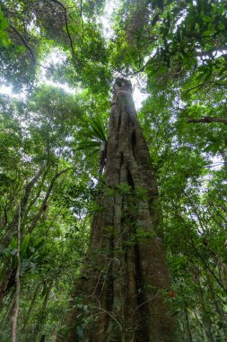 Avustralya 'daki uzun boğucu incir ağacına ve yağmur ormanları tepe örtüsüne bakıyorum.