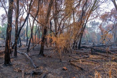 Avustralya 'da planlanan yangından sonra rezervlerin yakıldığı bölüm