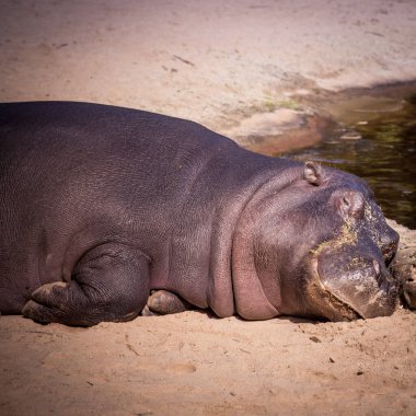 Kumda yatan büyük su aygırı. Hippopotamus büyük bir hepçil memelidir.