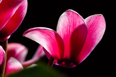 Kırmızı siklamen siyaha yaklaşıyor.